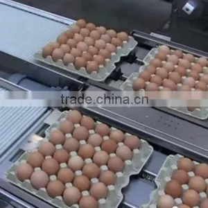 CLEAN FRESH WHITE AND BROWN EGGS FOR SALE BRAZIL ORIGIN thumbnail-5