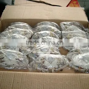 Frozen Blue Swimming Crab for Sale thumbnail-3