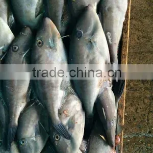 Frozen Leather Jacket Fish thumbnail-2