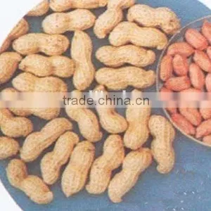 Raw Peanuts in Shell/Groundnuts in Shell for Sell thumbnail-1