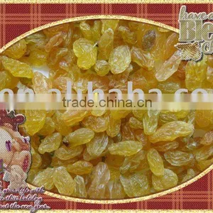 Premium Quanlity Golden Raisin (xinjiang,china) thumbnail-1