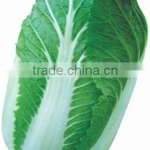 Green Chinese Cabbage thumbnail-1