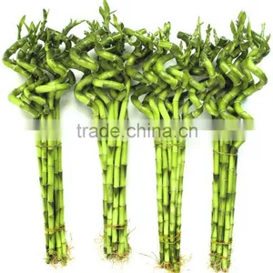 Spiral Lucky Bamboo 25cm-100cm DRACAENA SANDERIANA Air Bonsai Tree Indoor Aquatic Feng Shui Plants Nursery Garden Decoration thumbnail-1
