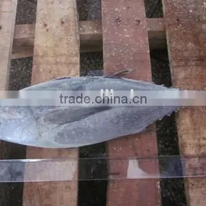 Seafrozen Big Size Albacore Tuna Fish thumbnail-1