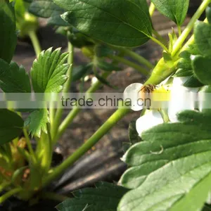 Dandong Fresh Strawberry thumbnail-1