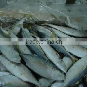 Frozen Indian Mackerel Fish thumbnail-1