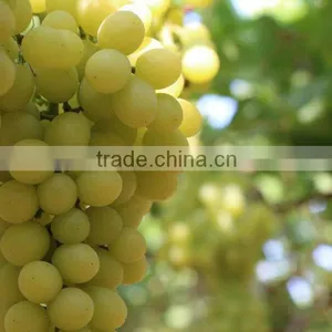 GRAPES thumbnail-3