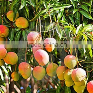Fresh Mango thumbnail-1