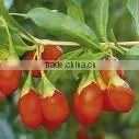 GMP Manufacturer Supply 100% Natural Goji Concentrate Juice thumbnail-1