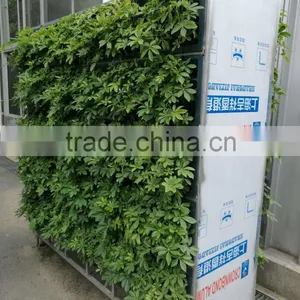 Vertical Ornamental Plants thumbnail-2