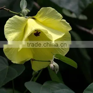 Hibiscus Tiliaceus L. thumbnail-3