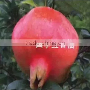Easy Survival Pomegranate Seedling thumbnail-3