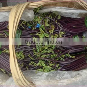 Salted Bracken(warabi) thumbnail-3