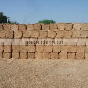 Wheat Straw thumbnail-4