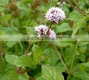HIGH QUALITY PURE MENTHA CITRATA OIL thumbnail-5