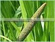 Calamus Oil thumbnail-1