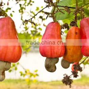 Dried Raw Cashew Nut From Vietnam thumbnail-5