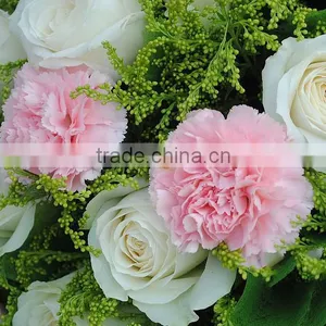 Mother's Day Gift Fresh Carnation Flower Wholesale Price thumbnail-2