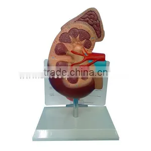 Kidney Model thumbnail-1