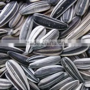 Premium Quality Grade A Melon Seeds, Sunflower Seed thumbnail-1