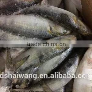 Frozen Sardine Fish Exports thumbnail-2