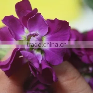Love Theme Top Sell Best Level Purple Violets thumbnail-2