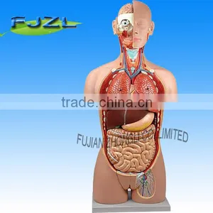 25parts Human Anatomy Torso Model Dua-I-Sex Torso Model thumbnail-1