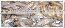 Batashi thumbnail-1