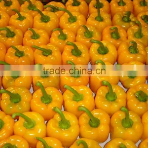 Fresh Yellow Capsicum thumbnail-1