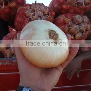 Yellow Onion thumbnail-1