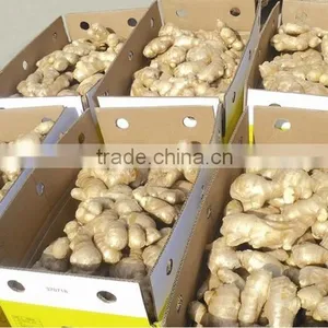 Supply FRESH GINGER (Call: +841687264621 or Website: Anda.ty) thumbnail-1