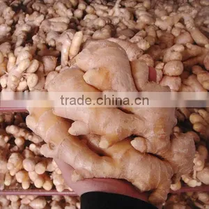 China Air Dry Ginger Professional Supplier for Holland and Russia thumbnail-2