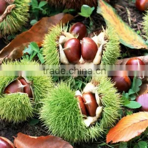 Chinese Chestnut Seedling thumbnail-1