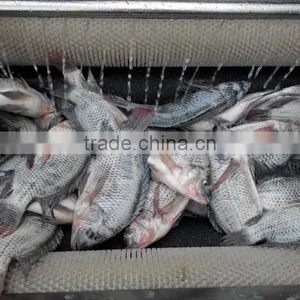 MSTP-80 Automatic Ginger Peeler,shallot Peeling Machine ,fish Skin Removing Machine With Stainless Steel CE Approved thumbnail-2