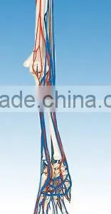 Big Adult Arm Bone Model With Blood Vessel thumbnail-1