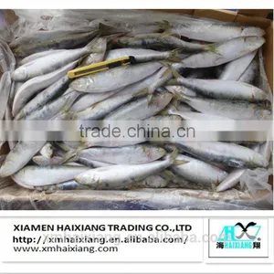 New Arrival Frozen Sardines for Bait thumbnail-1
