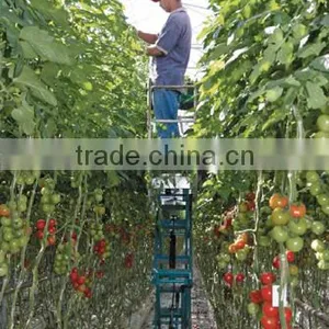 Tomato Greenhouse Greenhouse for Tomatoes/ Cucumber/ Peppers thumbnail-1