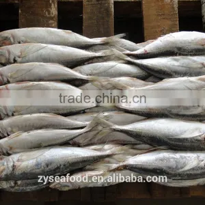 Good Quality Big Eye Scad/horse Mackerel for Sale thumbnail-2