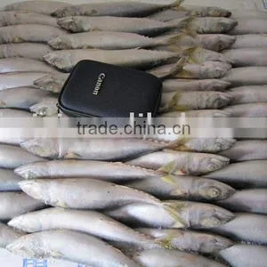 FROZEN MACKEREL (8-10pcs) thumbnail-1
