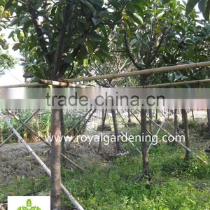 Ficus Elastica thumbnail-2