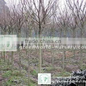 Prunus Serrulata Nursery thumbnail-1