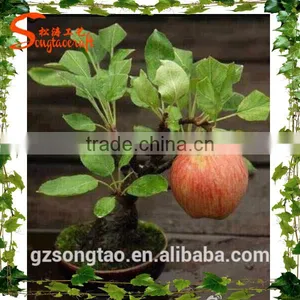 Realistic Mini Apple Plants Fresh Apple Fruits for Sale thumbnail-1
