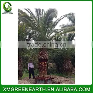 Phoenix Canariensis Palms Trunk 2-2.5 (2) thumbnail-1