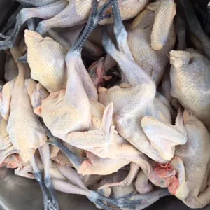 Black Feet Chicken Frozen Whole Raw Chicken China Wholesale Low Price thumbnail-1
