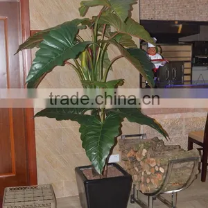 Corridor Decor Large Artificial Taro Plant thumbnail-2