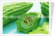 Bitter Melon thumbnail-2