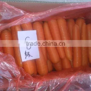 2016 New Corp Chinese Fersh Carrot thumbnail-3