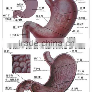 Artpaper Medical Wall Chart--details of Human Stomach thumbnail-1