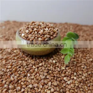 Roasted Buckwheat Kerner With Best Price thumbnail-2