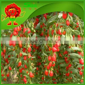 Chinese Wolfberry Herbal Tea Natural Beauty Nourishing Blood Tonifying Kidney Wolfberry thumbnail-6